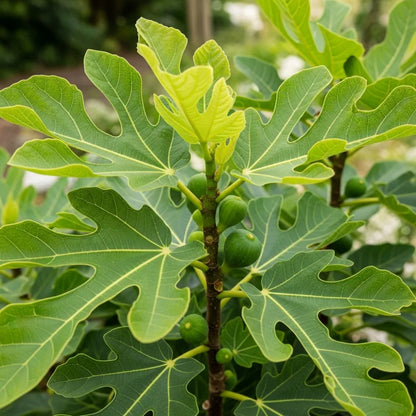 1ft Ice Crystal Fig Tree | 9cm Pot