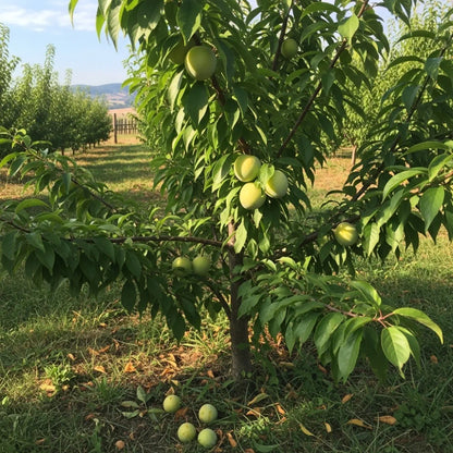 5ft Imperial Gage' Plum Tree | 9L Pot | 2 Years Old