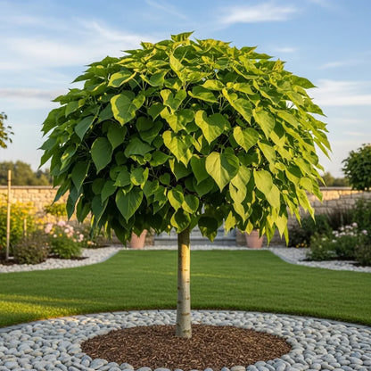 6ft 'Nana' Indian Bean Tree | Mature Bare Root Catalpa Bignonioides | 6/8cm Girth