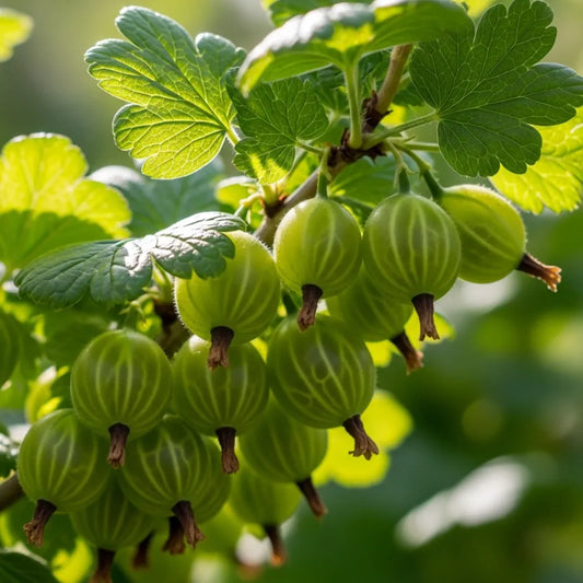 30cm 'Invicta Gooseberry Bush | 3L Pot