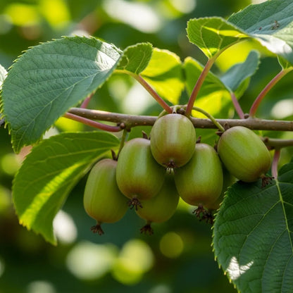 5ft Issai Hardy Kiwi Plant | 9L Pot