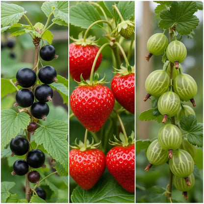 Jam Maker's Fruit Plants Collection | Extra Large Allotment in a Box (9 Premium Plants & 1 Tree)