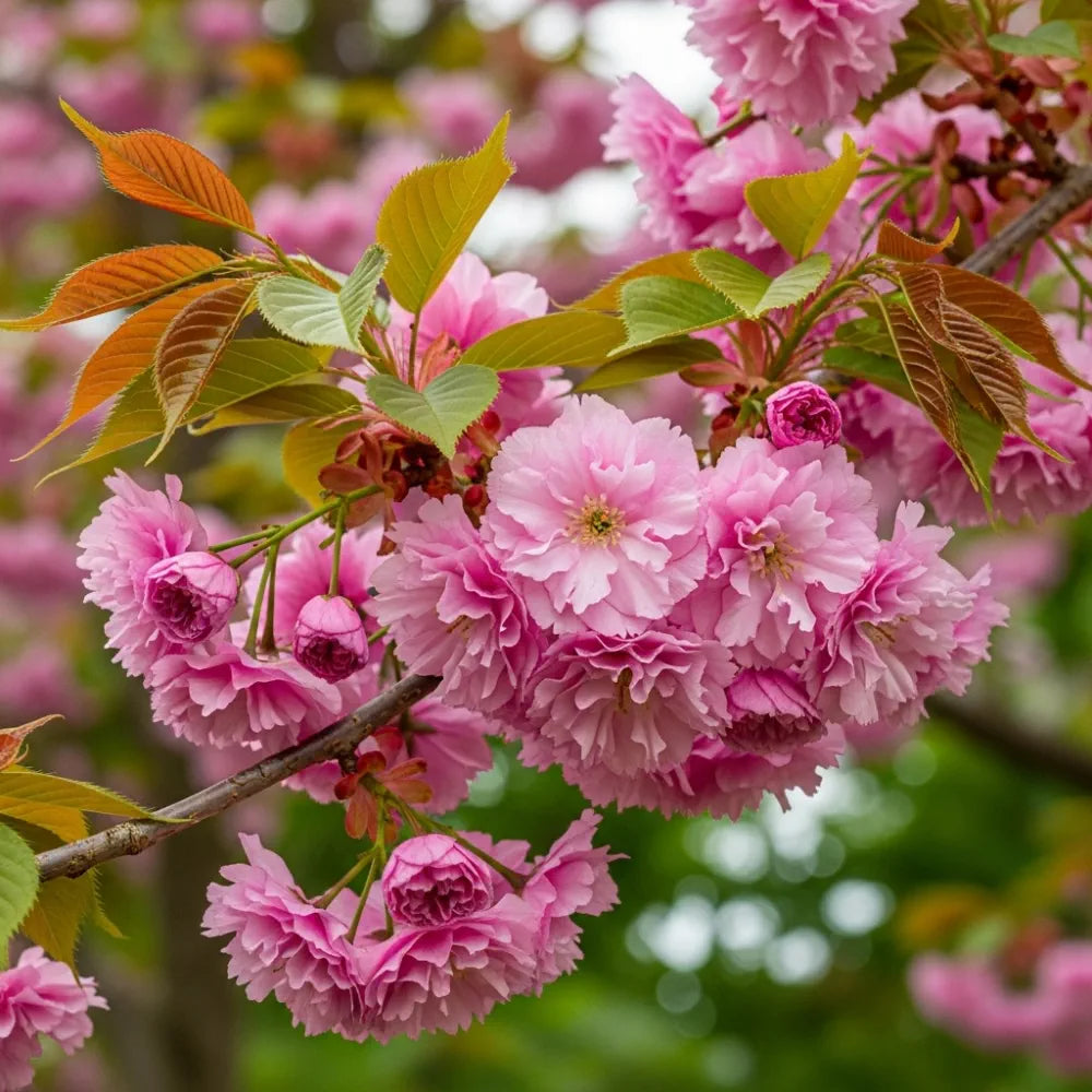 5ft Japanese Cherry Blossom Tree | Prunus serrulata 'Kanzan' | 9L Pot | 2 Years Old
