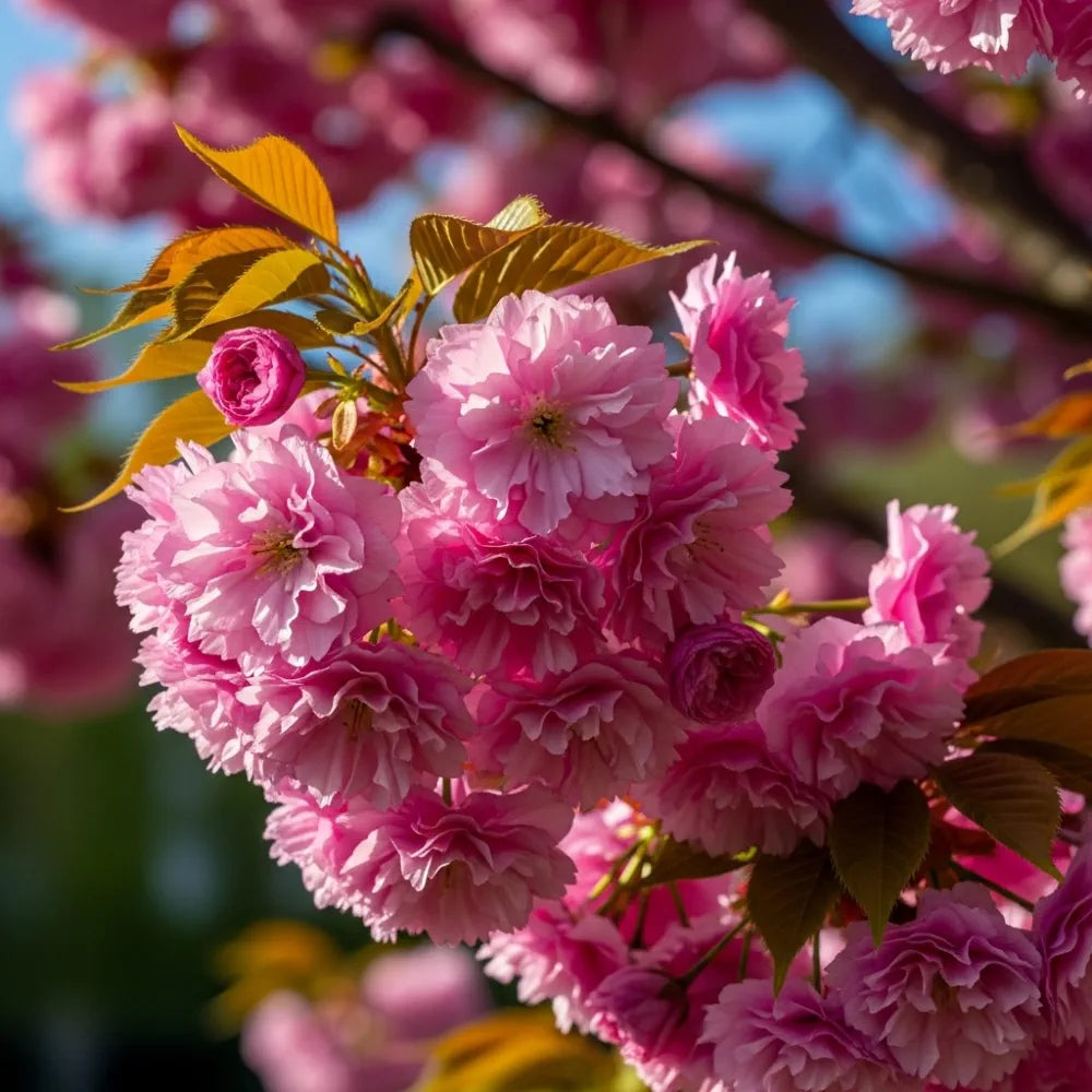 11ft Mature 'Kanzan' Cherry Blossom Tree | Standard | 8/10cm Girth | Grown in 40L Airpot