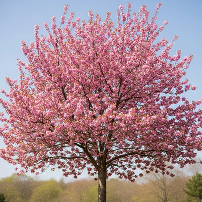 14ft 'Kanzan' Cherry Blossom Tree | Mature Heavy Standard Rootballed Tree | 12/14cm Girth