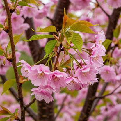 5ft Japanese Cherry Blossom Tree | Prunus 'Shirofugen' | 9L Pot | 2 Years Old