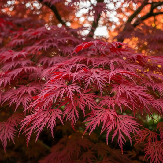 50-80cm Japanese Maple | Acer palmatum  Bare Root Plant