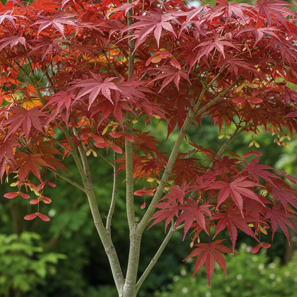 5ft Japanese Maple Tree | Acer palmatum 'Bloodgood' | 36L Pot