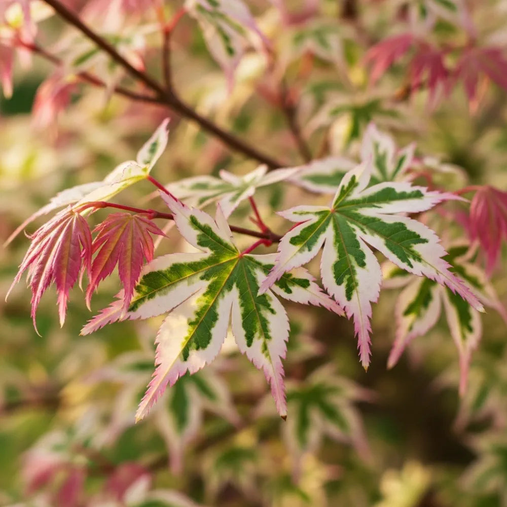 2ft Japanese Maple Shrub | Acer palmatum 'Butterfly' | 1.5L Pot