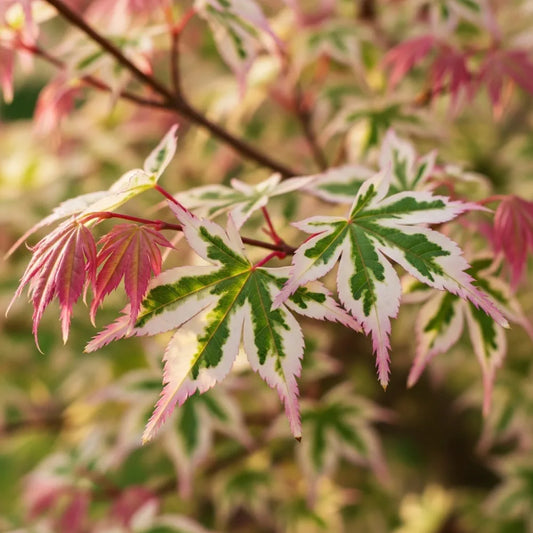 2ft Japanese Maple Shrub | Acer palmatum 'Butterfly' | 1.5L Pot