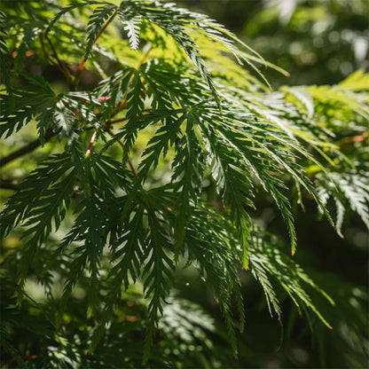 5ft Japanese Maple Tree | Acer palmatum dissectum 'Emerald Lace' | 12L Pot
