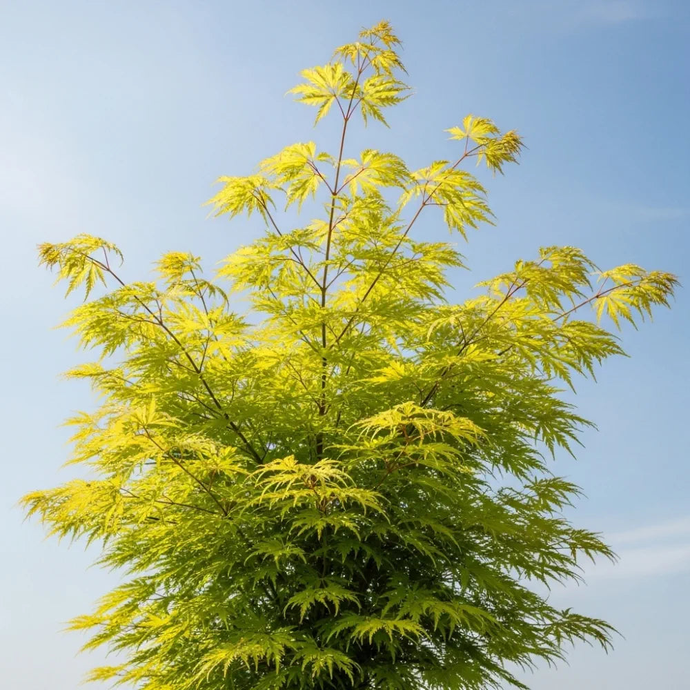 5ft 'Flavescens' Japanese Maple Tree | 90cm Stem Top-Worked Tree | 12L Pot