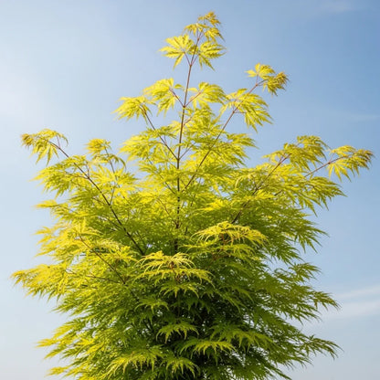 4ft 'Flavescens' Japanese Maple Tree | 7.5L Pot