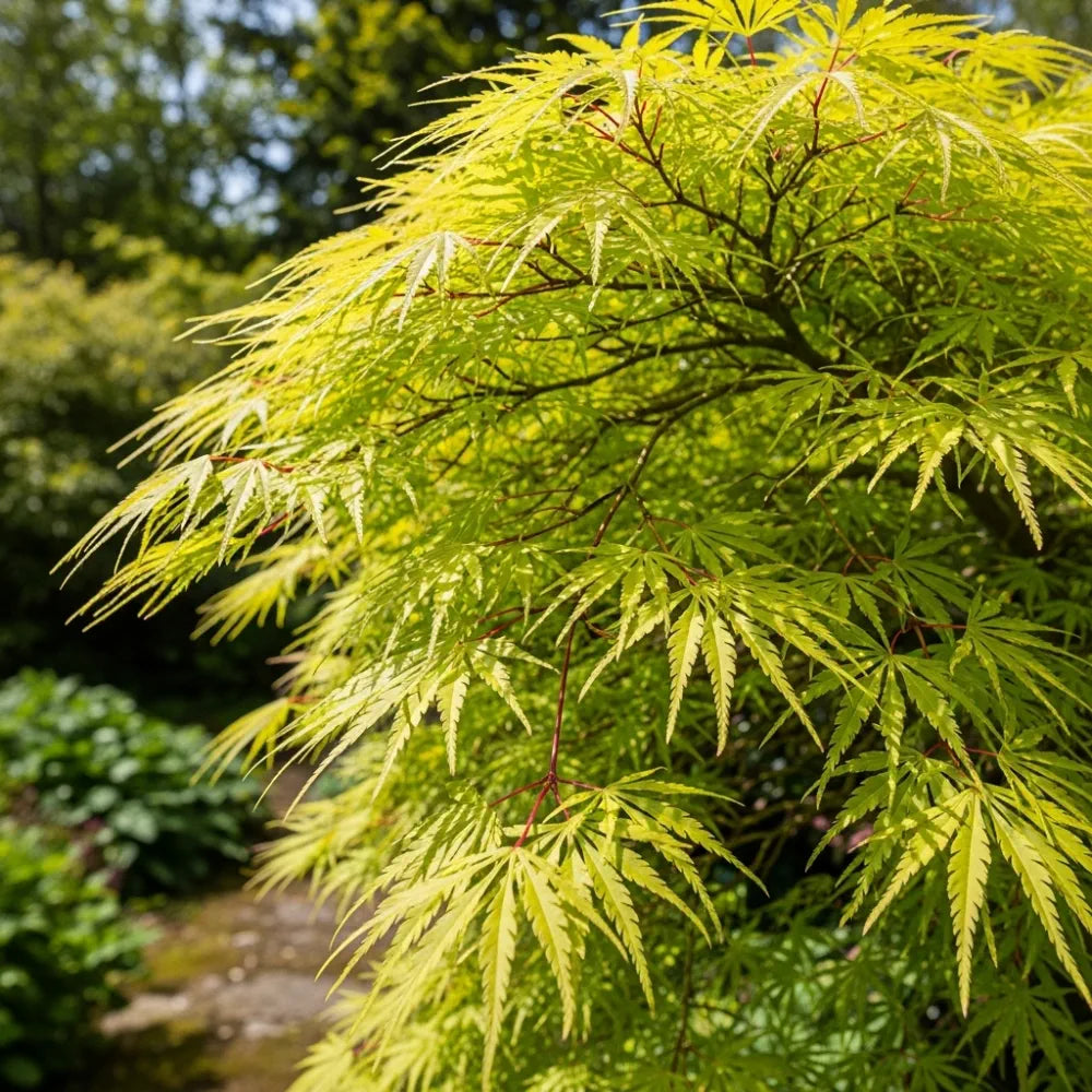 5ft 'Flavescens' Japanese Maple Tree | 90cm Stem Top-Worked Tree | 15L Pot