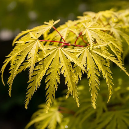 3ft 'Flavescens' Japanese Maple Tree | 3L Pot