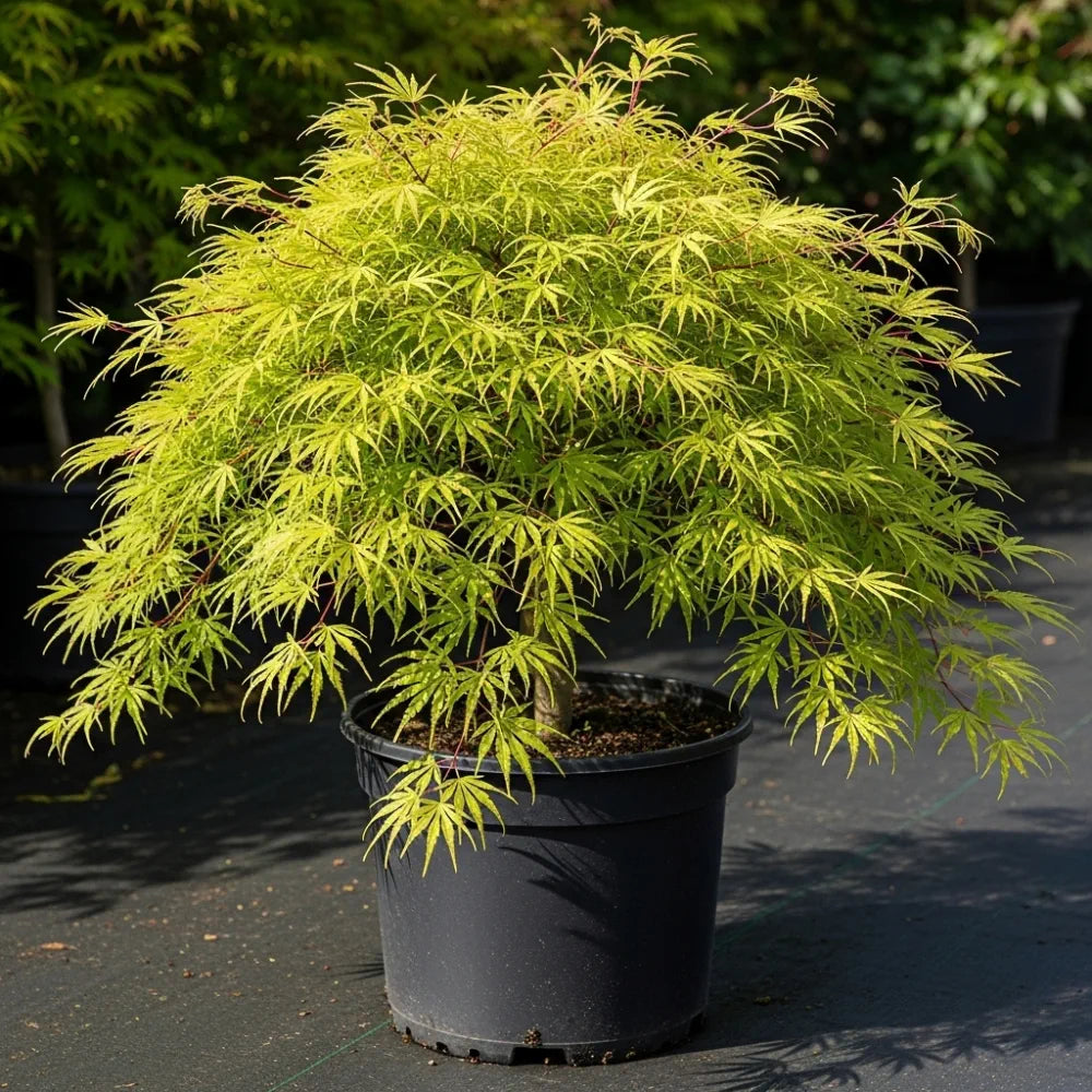 5ft 'Flavescens' Japanese Maple Tree | 90cm Stem Top-Worked Tree | 12L Pot