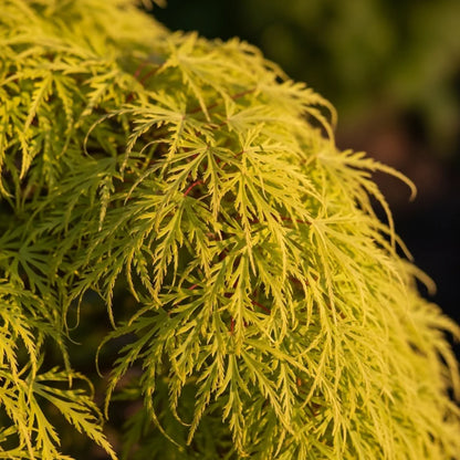 5ft 'Flavescens' Japanese Maple Tree | 90cm Stem Top-Worked Tree | 12L Pot