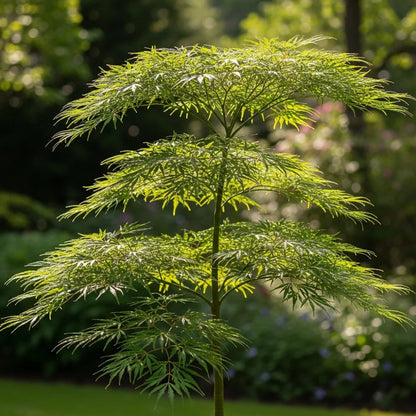 4ft Japanese Maple Tree | Acer palmatum dissectum 'Seiryu' | 7.5L Pot