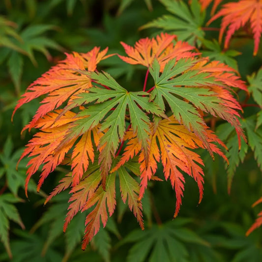 4ft Japanese Maple Tree | Acer palmatum dissectum 'Seiry?' | 3L Pot