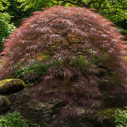 5ft 'Tamukeyama' Japanese Maple Tree | 90cm Stem Top-Worked Tree | 15L Pot