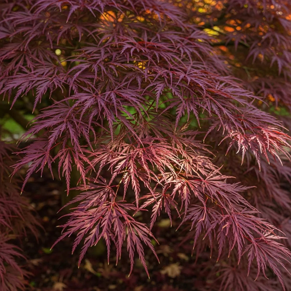3ft 'Tamukeyama' Japanese Maple Tree | 3L Pot