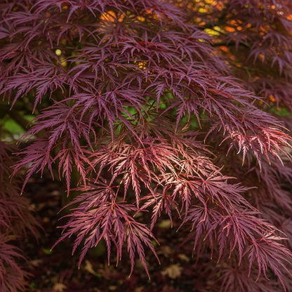 3ft 'Tamukeyama' Japanese Maple Tree | 3L Pot