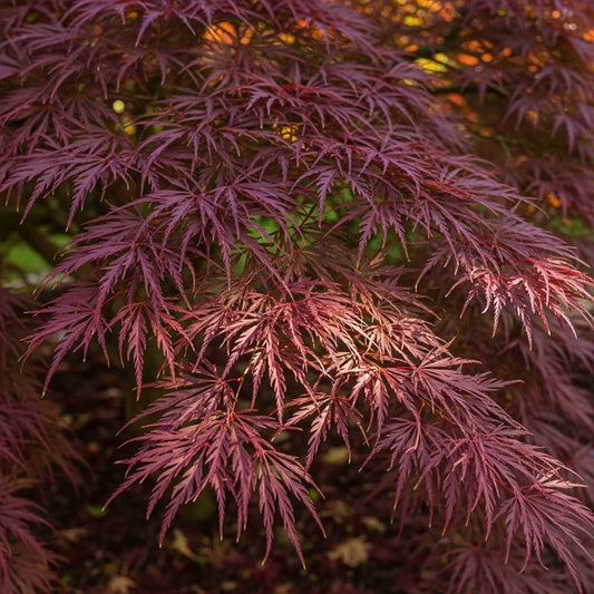3ft 'Tamukeyama' Japanese Maple Tree | 3L Pot