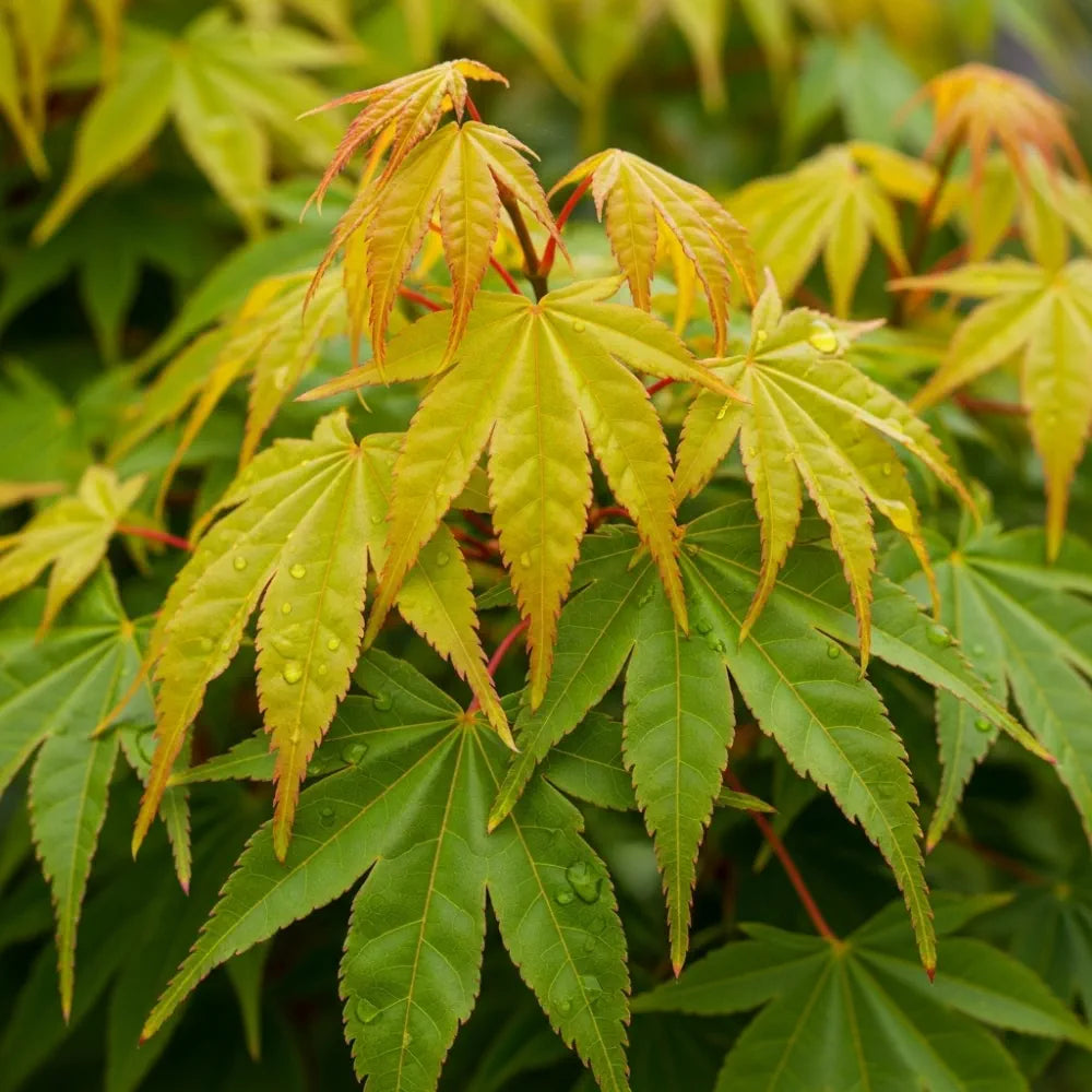 5ft Japanese Maple Tree | Acer palmatum 'Katsura' | 15L Pot