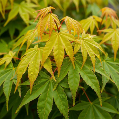 5ft Japanese Maple Tree | Acer palmatum 'Katsura' | 15L Pot