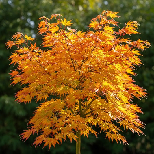 2ft Japanese Maple Tree | Acer palmatum 'Orange Dream' | 3L Pot