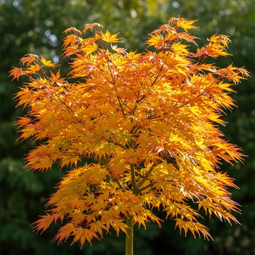 Japanese Maple Tree | Acer palmatum Orange Dream | 3ft Tree in 7.5L Pot