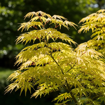 5ft Japanese Maple Tree | Acer palmatum 'Shidava Gold' | 12L Pot