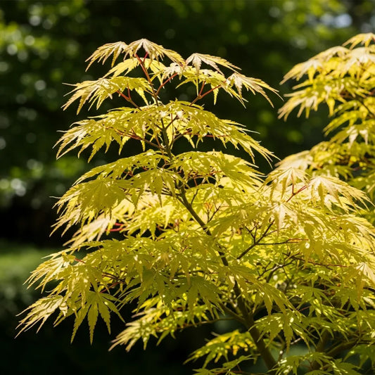 5ft Japanese Maple Tree | Acer palmatum 'Shidava Gold' | 12L Pot