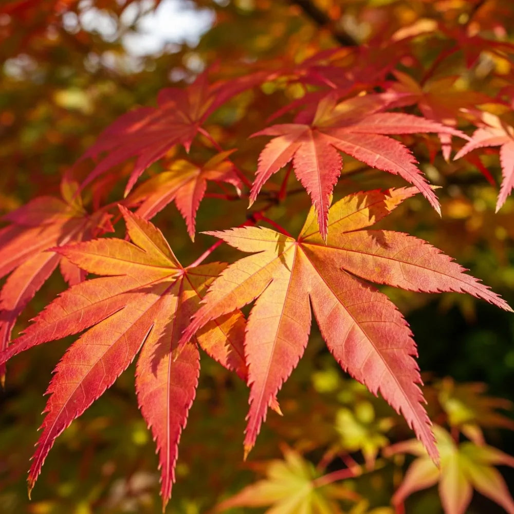 4ft Japanese Maple Tree | Acer palmatum 'Ueno Yama' | 7.5L Pot