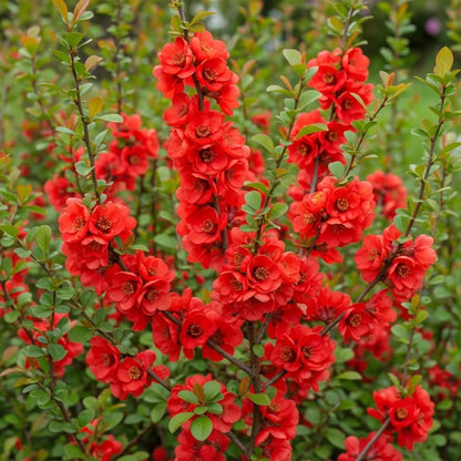 30-45cm Japanese Quince | Chaenomeles japonica Bare Root Plant