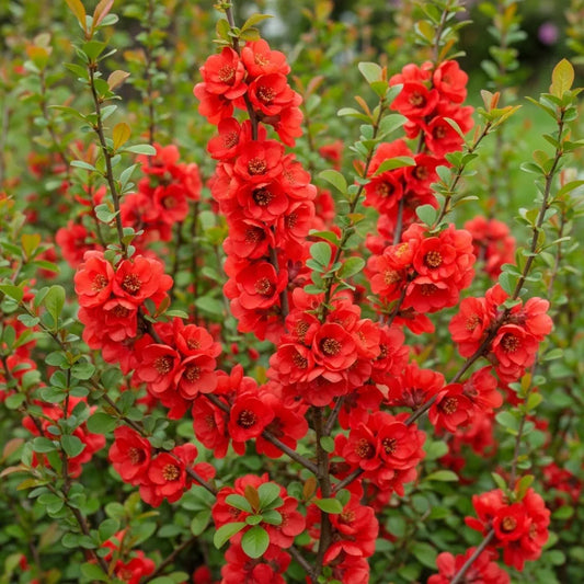 30-45cm Japanese Quince | Chaenomeles japonica Bare Root Plant