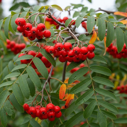 5ft Japanese Rowan Tree | Sorbus commixta 'Carmencita' | 9L Pot