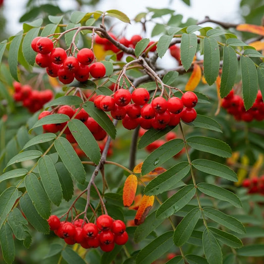 5ft Japanese Rowan Tree | Sorbus commixta 'Carmencita' | 9L Pot