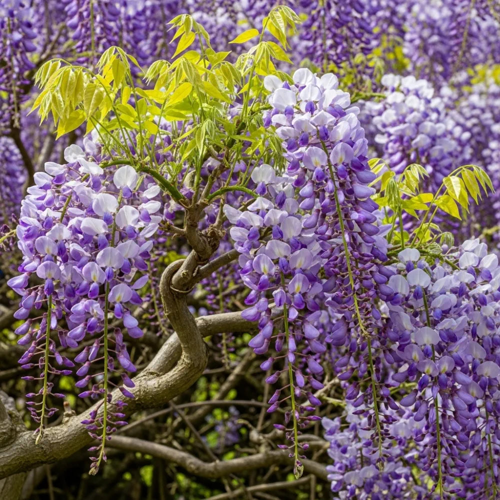 3ft Japanese Wisteria | Wisteria floribunda 'Domino' | 2L Pot