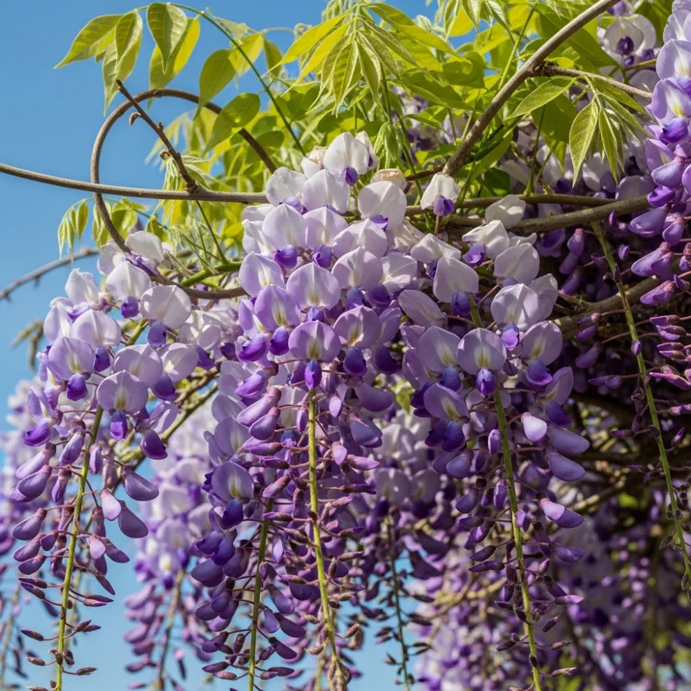 3ft Japanese Wisteria | Wisteria floribunda 'Royal Purple' | 2L Pot