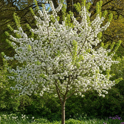 5ft 'John Downie' Crabapple Tree | 9L Pot | 2 Years Old