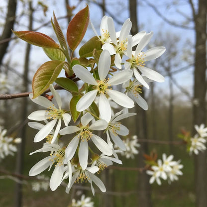 9ft Mature Amelanchier Tree | Multi-Stem Rootballed Tree