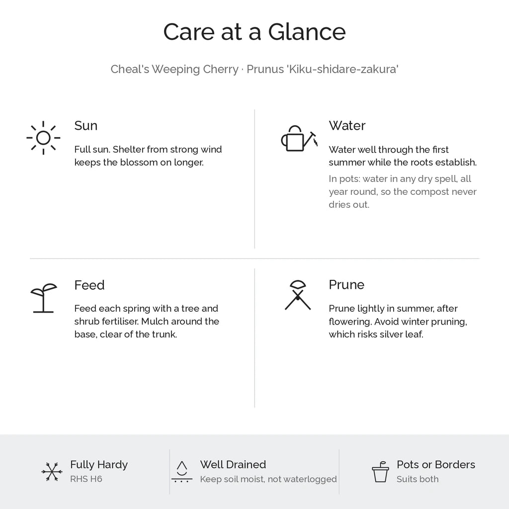 Care at a glance for Cheal's weeping cherry tree