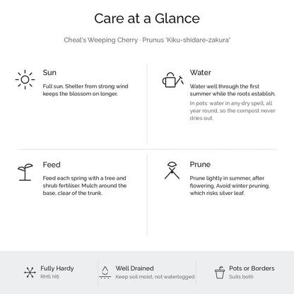 Care at a glance for Cheal's weeping cherry tree