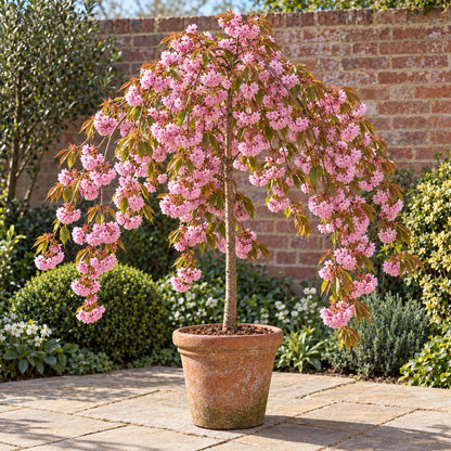 Kiku-shidare 5ft Cheal's weeping cherry tree in full pink blossom