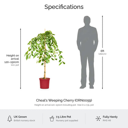 Kiku-shidare 5ft Cheal's weeping cherry specifications, height on arrival