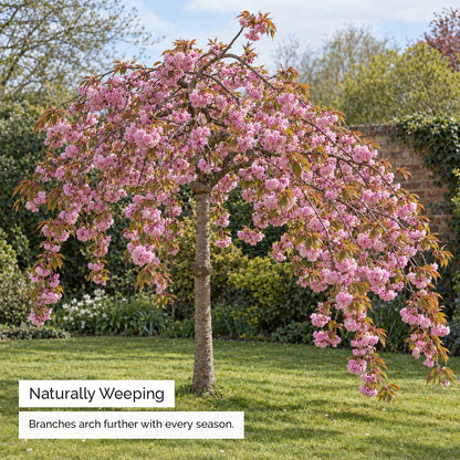 Naturally weeping habit of Cheal's weeping cherry tree
