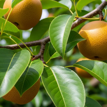 5ft Kumoi' Asian Pear Tree | Nashi Pear | 9L Pot | 2 Years Old