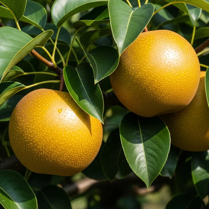 Kumoi' Asian Pear Tree | Nashi Pear | Bare Root | 2 Years Old