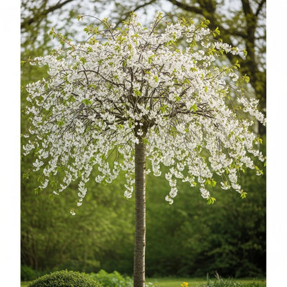 5ft 'Lapins' Cherry Tree | 9L Pot | 2 Years Old
